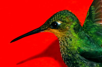 Hummingbird Head
