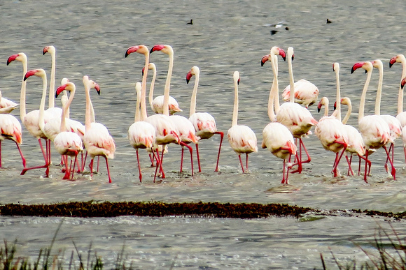 White Flamingos at Rest