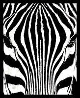 Tight Crop of Zebra
