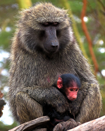 Baboon Mother and Infant