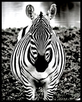Zebra Head-on, Kenya