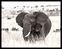 Bull Elephant, Kenya