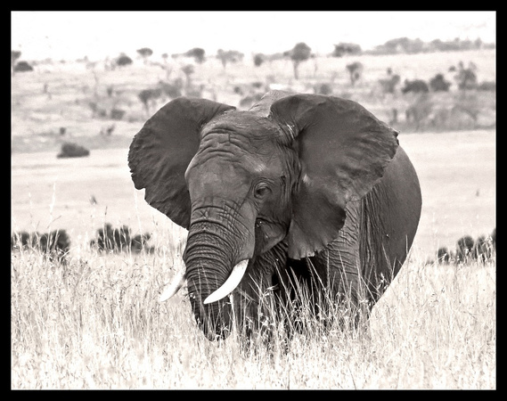Bull Elephant, Kenya