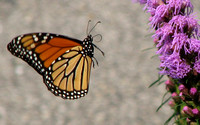 Monarch Butterfly Takeoff