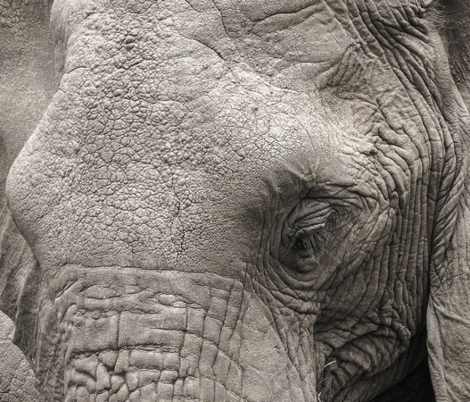Elephant close-up, Kenya