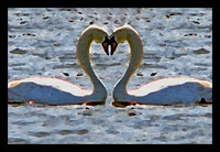Loving Swans (4x6)