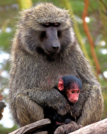 Baboon Mother and Infant