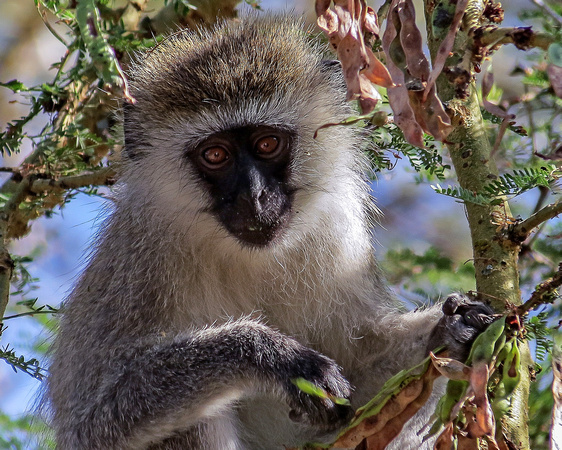 Vervet Monkey Closeup
