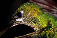 Hummingbird Detail