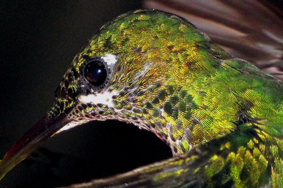 Hummingbird Detail