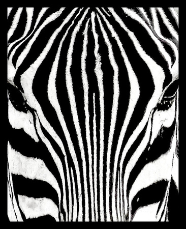 Tight Crop of Zebra
