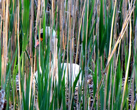 Nesting Swan (8x10)