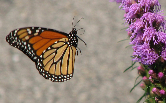 Monarch Butterfly Takeoff